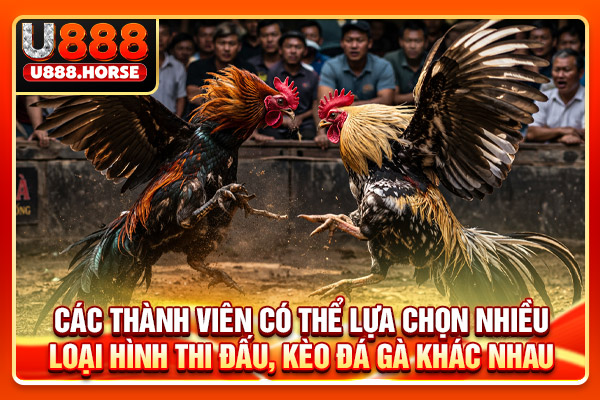 Các thành viên có thể lựa chọn nhiều loại hình thi đấu, kèo đá gà khác nhau